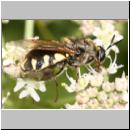 Stratiomys singularior - Waffenfliege 03 13mm.jpg